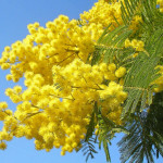 festa-della-donna-mimosa-8-marzo