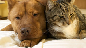 Dog and cat relaxing
