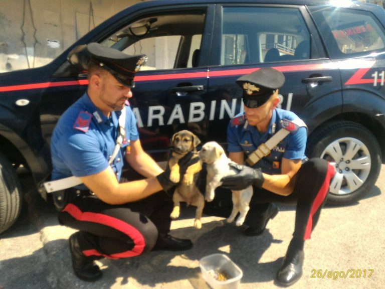 I carabinieri salvano due cani abbandonati dentro un furgone