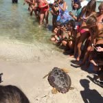 tartarughe in mare