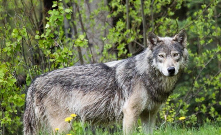 Torna il lupo nel Salento, la natura offre un case study per la reintroduzione del mammifero nelle Madonie