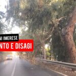 Vento di scirocco a Termini Imerese: albero si abbatte sulla SS 113 in contrada San Cosimo