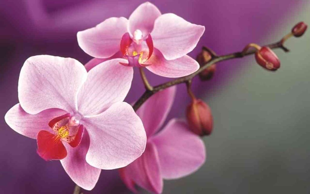 Orchidea: ecco i trucchi del giardiniere per averla sempre in salute
