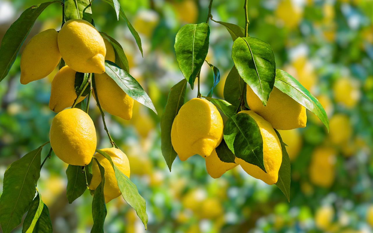“¡No comas limón!”: Increíble, esto podría pasar