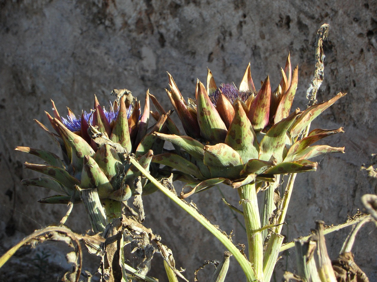 Escursionisti ammirano piante rare della flora mediterranea in un paesaggio siciliano.