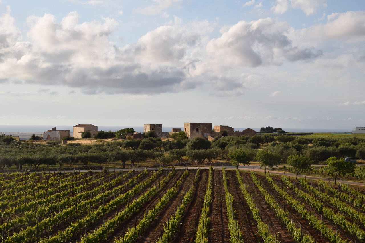 Vini siciliani in degustazione con etichette e cantine tipiche in un paesaggio vinicolo.