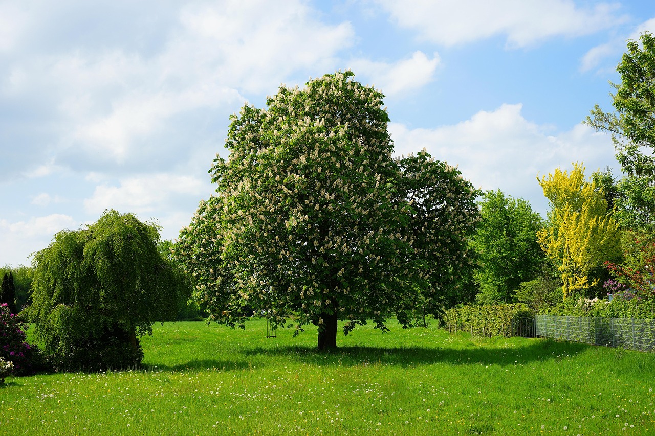 Alberi da giardino a crescita veloce ideali per creare ombra nel tuo spazio verde.