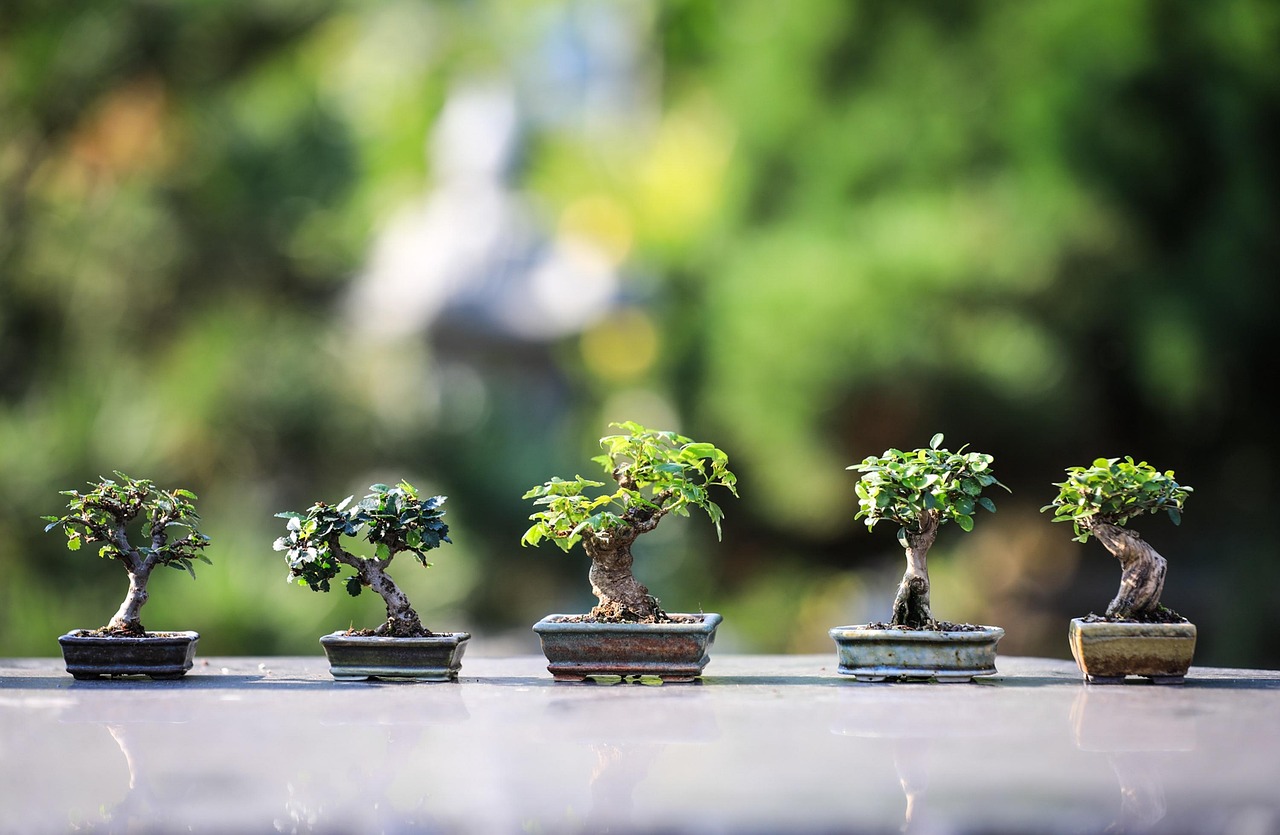 Tre bonsai di diverse specie su un tavolo, ideali per principianti nella coltivazione.