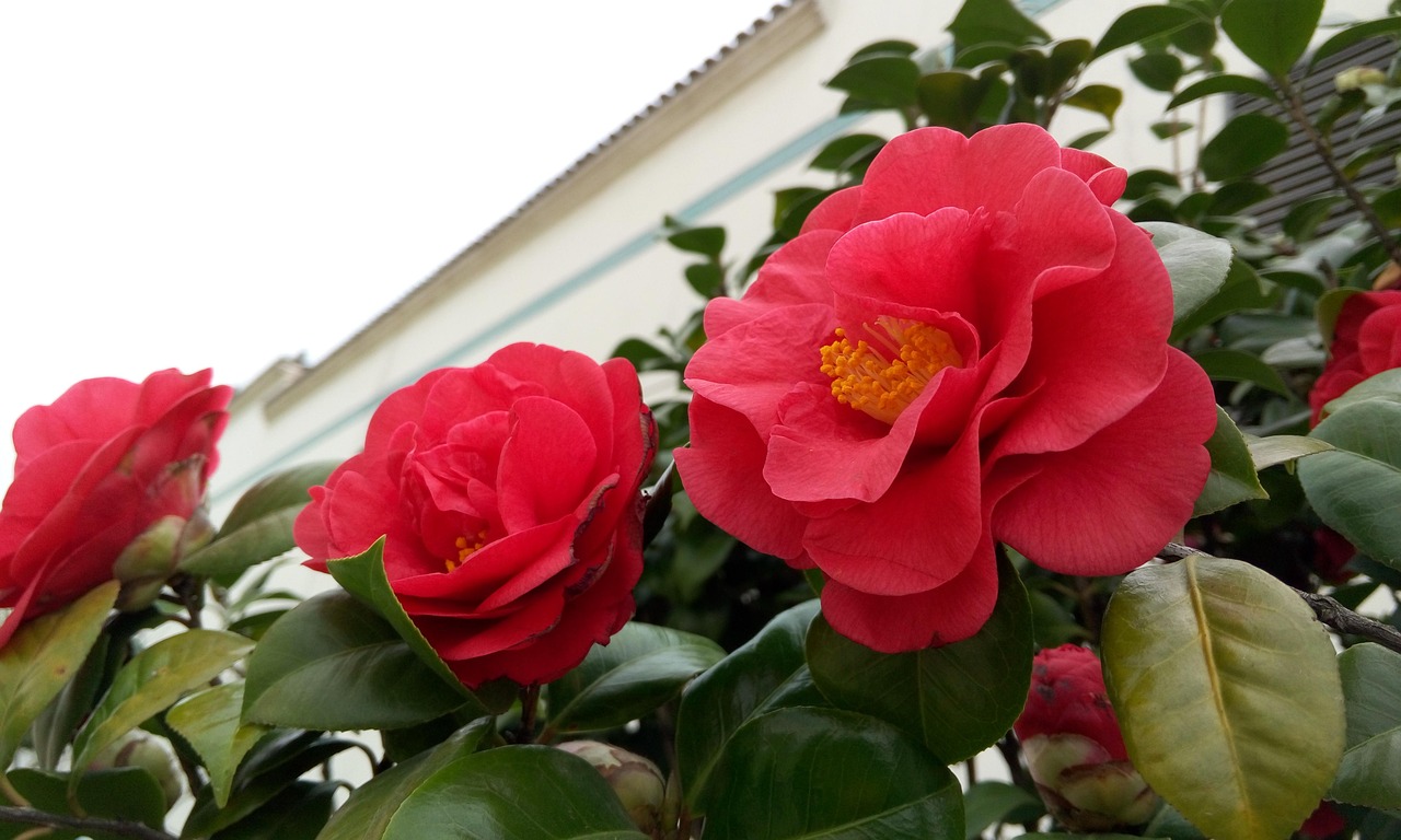 Camelia in fiore, evidenziando le foglie verdi e i petali rosa, simbolo di bellezza e cura delle piante.