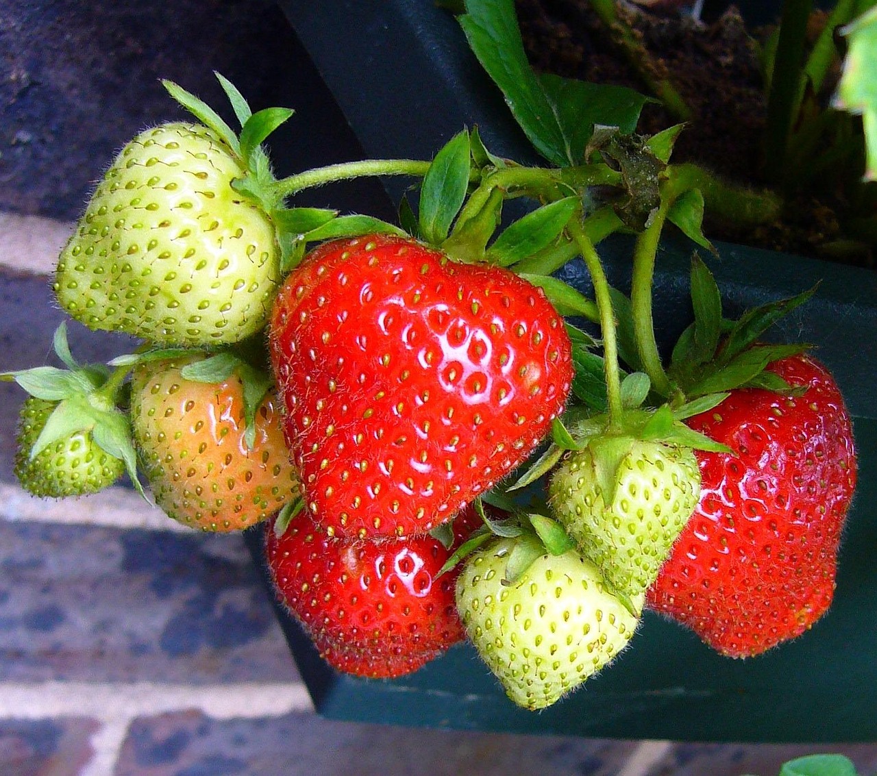 Fragole mature coltivate in vasi sul balcone, esposte al sole.