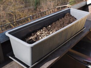 Come coltivare l'aglio in vaso: ecco il metodo semplice che funziona