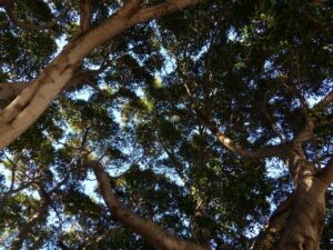 Ficus elastica: ecco il trucco per farlo crescere alto e rigoglioso