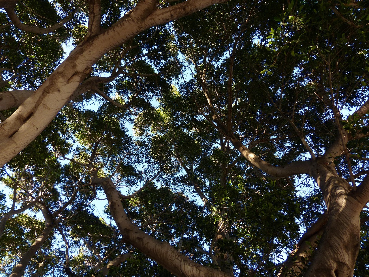 Ficus elastica sano e rigoglioso in un vaso, con foglie verdi lucide e altezza notevole.
