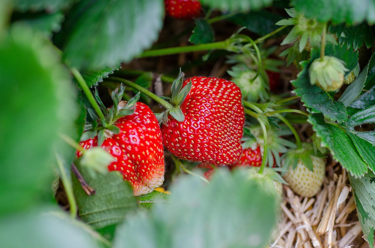 Fragole mature e succose pronte per la raccolta, immerse in un campo verde.