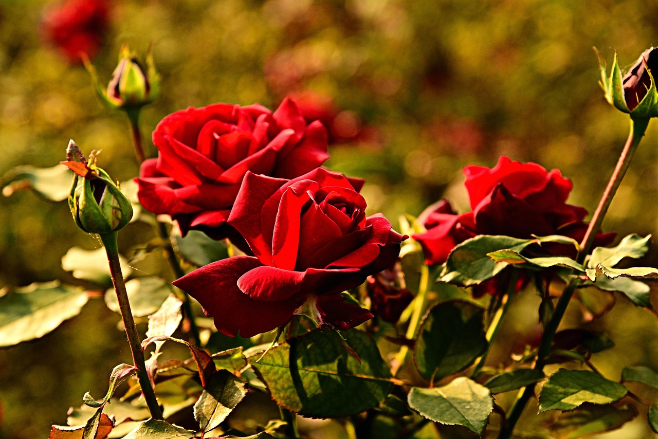 Terra fertile e nutrienti naturali per rose rigogliose secondo il trucco della nonna.