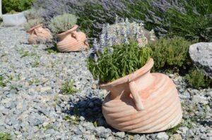 Mai potare la lavanda così: il trucco per mantenerla compatta e fiorita