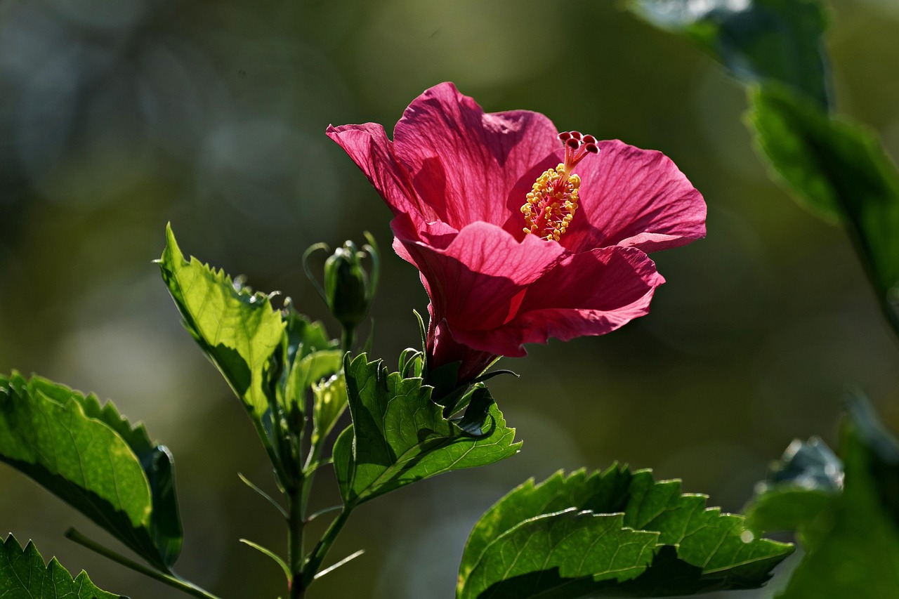 Ibisco fiorito con rami potati correttamente, illustrando tecniche di potatura per fioritura ottimale.