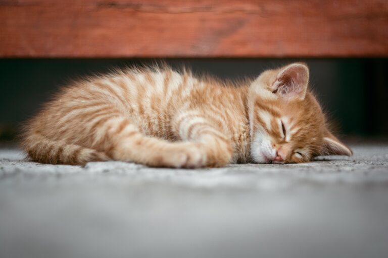 Il tuo gatto dorme sempre? Ecco cosa potrebbe significare