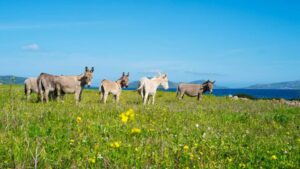 Asinara: la riserva sarda dove gli asini bianchi pascolano liberi