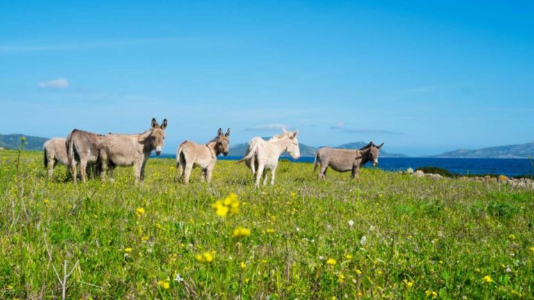 Asinara: la riserva sarda dove gli asini bianchi pascolano liberi