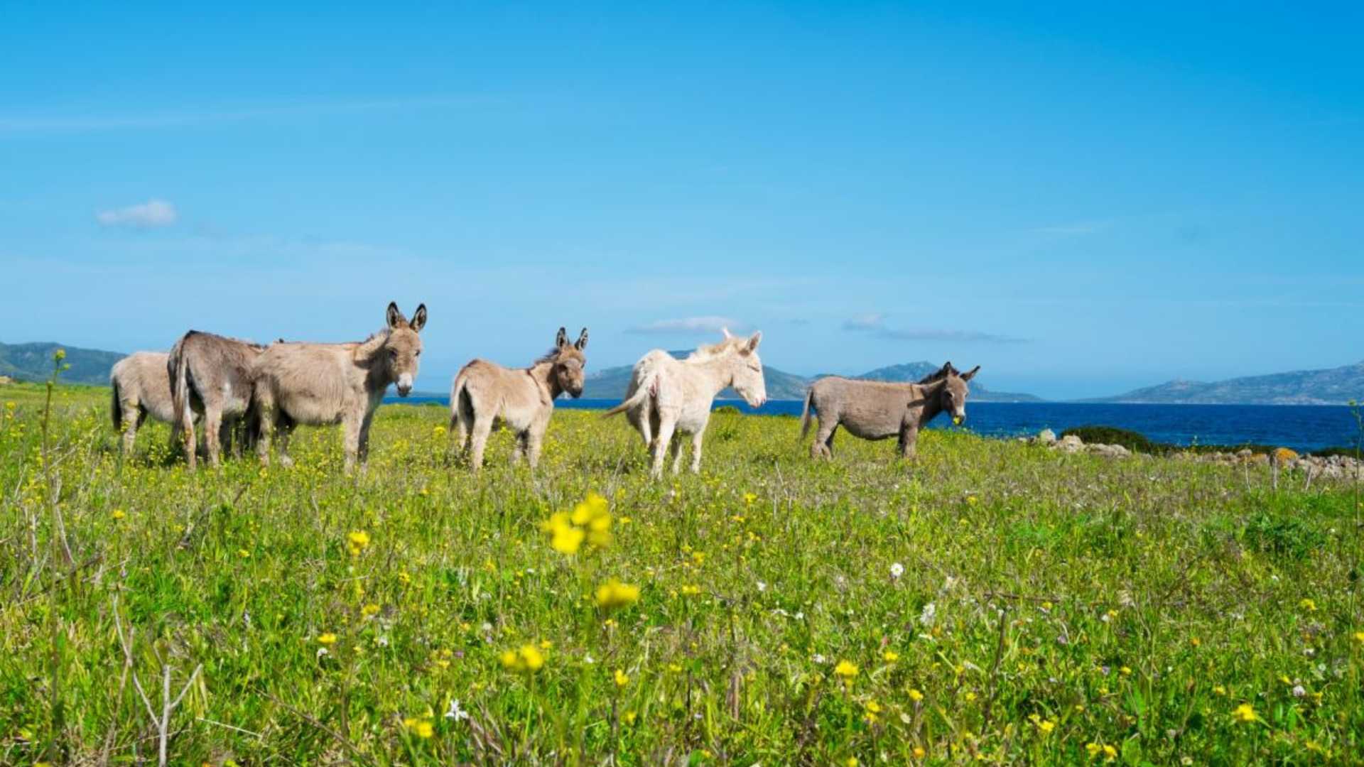 Asini bianchi che pascolano liberi nella Riserva dell'Asinara, paesaggio naturale incontaminato.