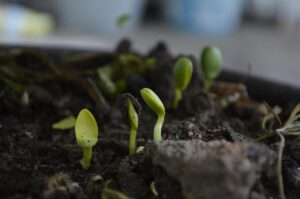 Concime sbagliato: ecco perché le piante non crescono