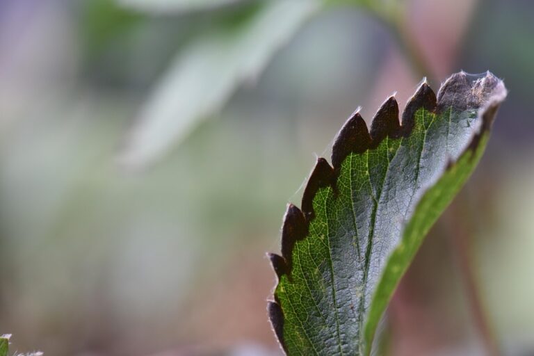 Foglie con bordi secchi: ecco cosa indica