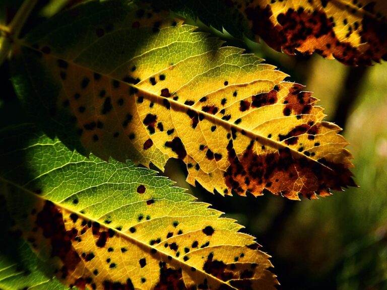 Foglie con puntini: ecco cosa indicano