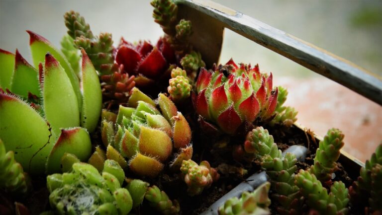 Succulente che si svuotano alla base: cosa succede