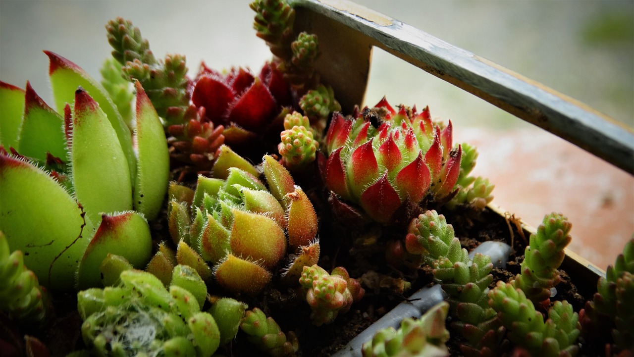 Succulente con foglie svuotate alla base, evidenziando un problema di salute della pianta.