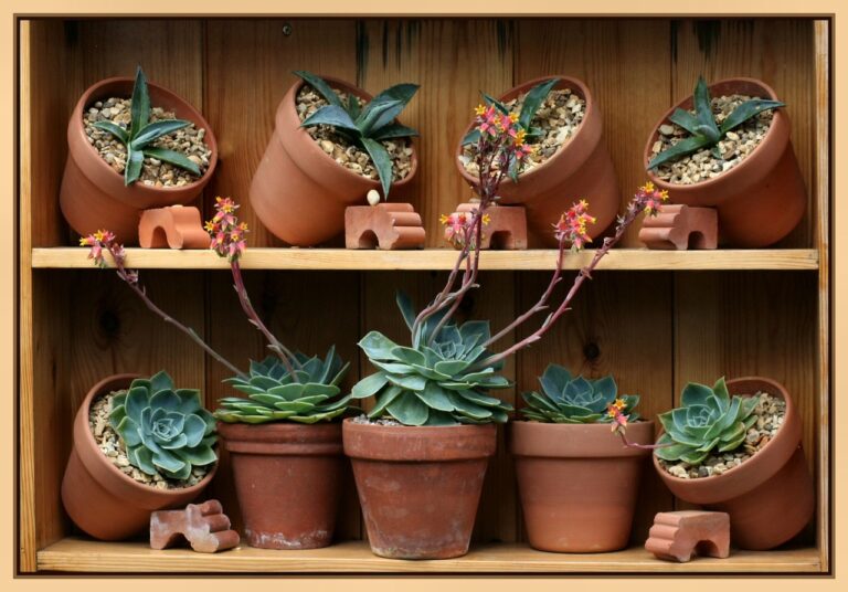 Succulente con base molle: cosa fare subito