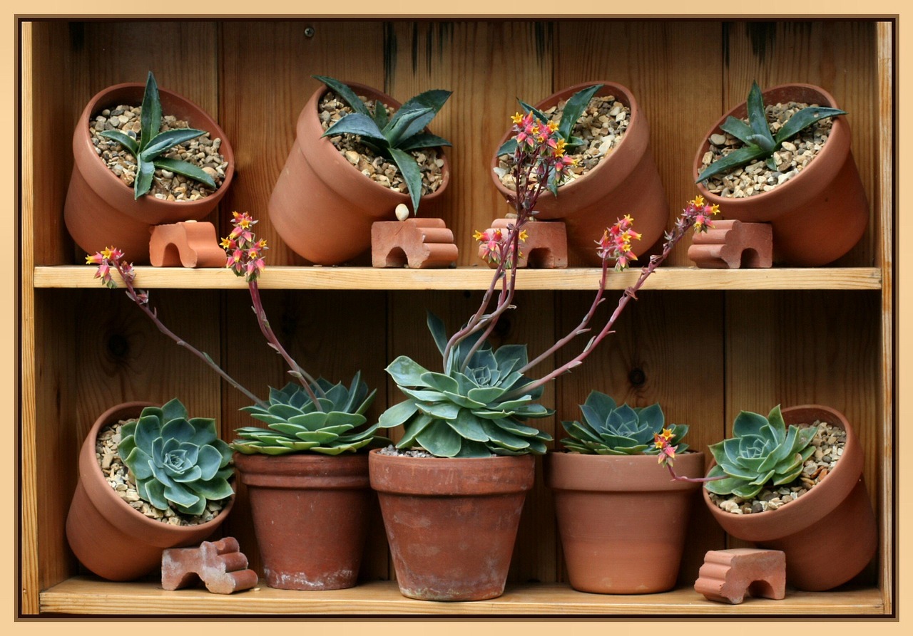 Succulente con base molle, piante verdi in vaso, suggerimenti per la cura e la manutenzione.