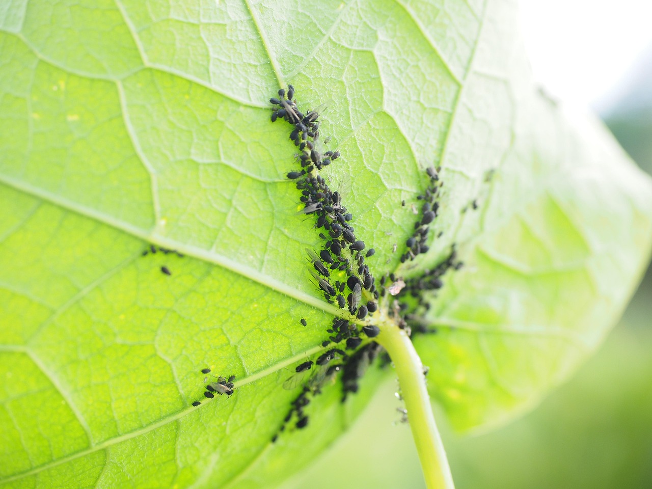 Cocciniglia su una pianta, evidenziando i segni di infestazione da riconoscere.