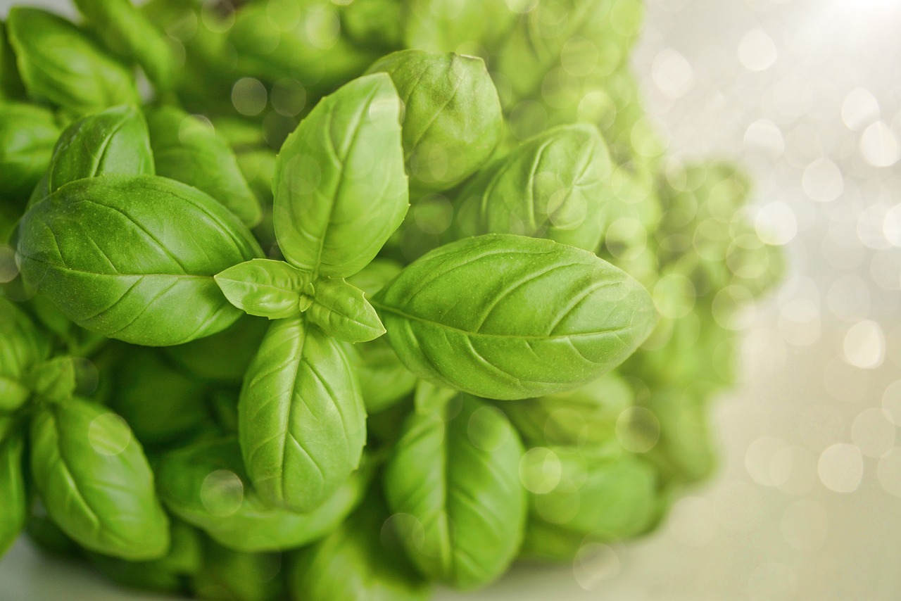 Piante di basilico verdi e rigogliose in un vaso, simbolo di cura e crescita sana.