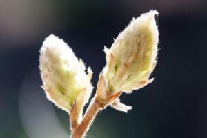 Boccioli che cadono prima di aprirsi: ecco perché
