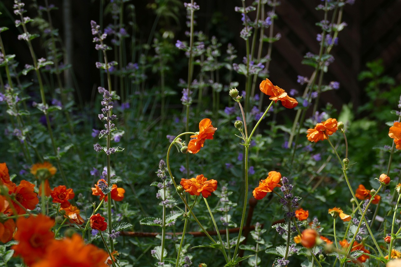Bordura fiorita con piante a basso consumo d'acqua in un giardino estivo.