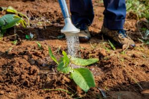 Caldo africano in arrivo? Ecco come salvare il giardino