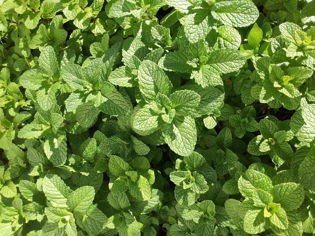 Pianta di menta verde rigogliosa in un vaso, pronta per essere raccolta durante l'estate.