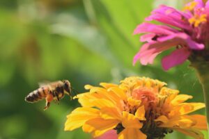 Come creare un angolo per gli impollinatori sul balcone