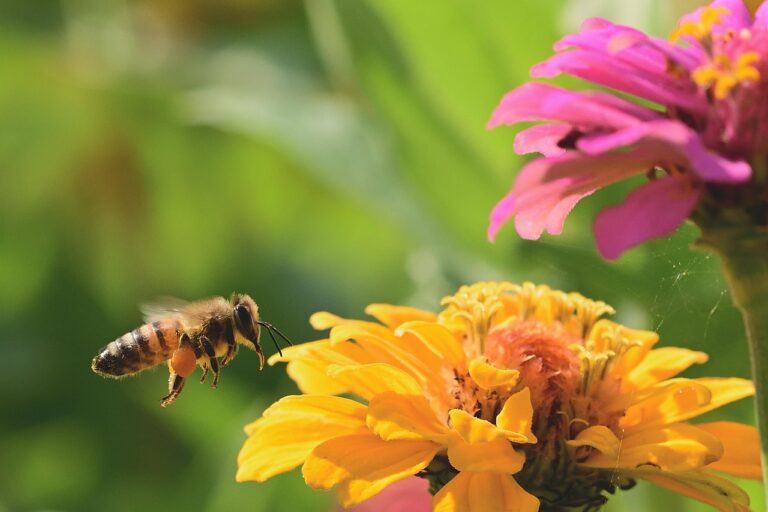 Come creare un angolo per gli impollinatori sul balcone