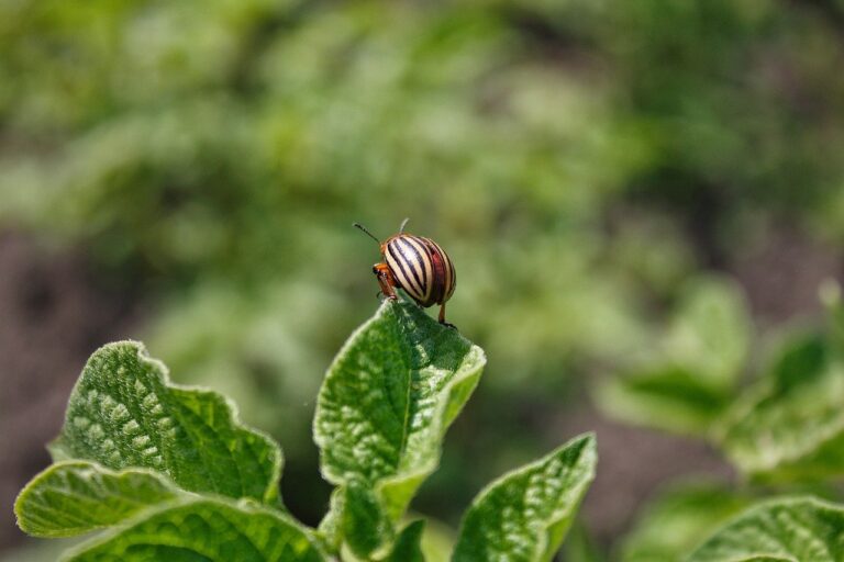 Come difendere il giardino dai parassiti estivi