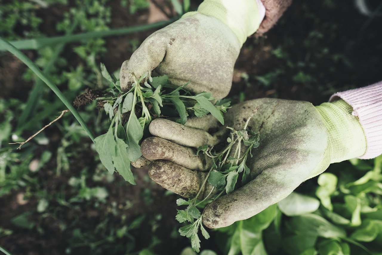 Giardino estivo con erbacce e metodi naturali per la loro rimozione senza diserbanti.