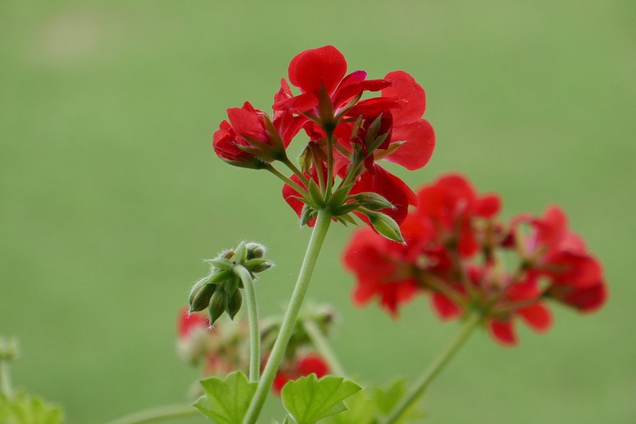Gerani fioriti in un giardino, simbolo di cura e attenzione per evitare la mancata fioritura.